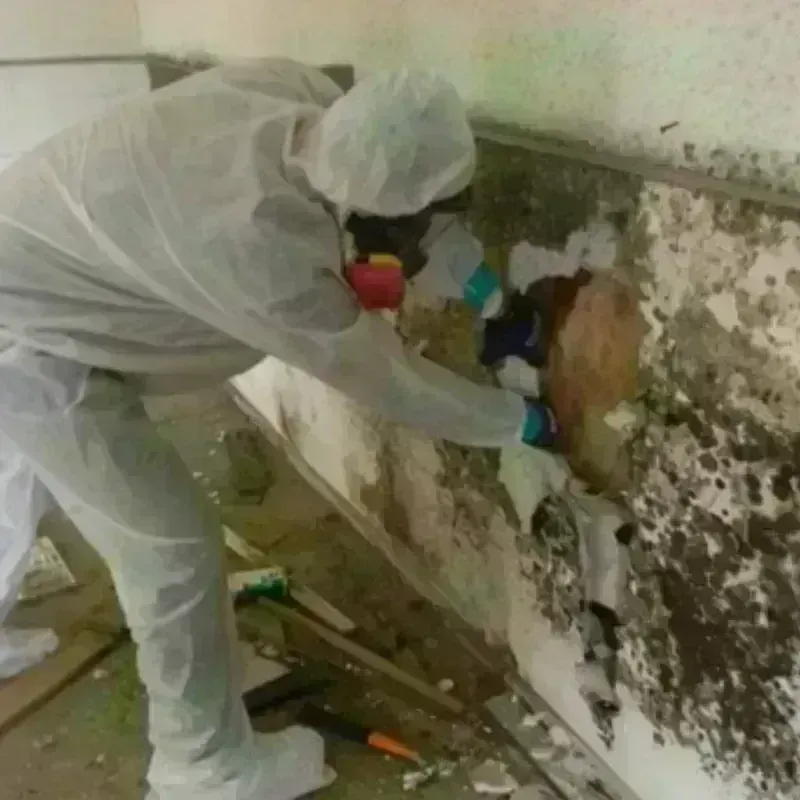 Mold Remediation and Removal in Harpersville, AL